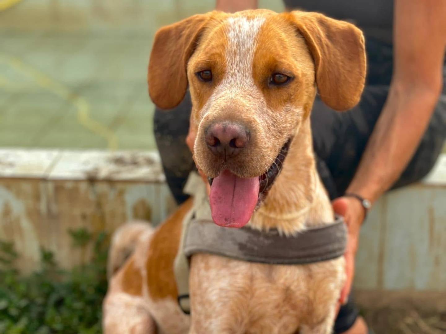 Adotta un cane, maschio, 3 anni  e 10 mesi , Napoli