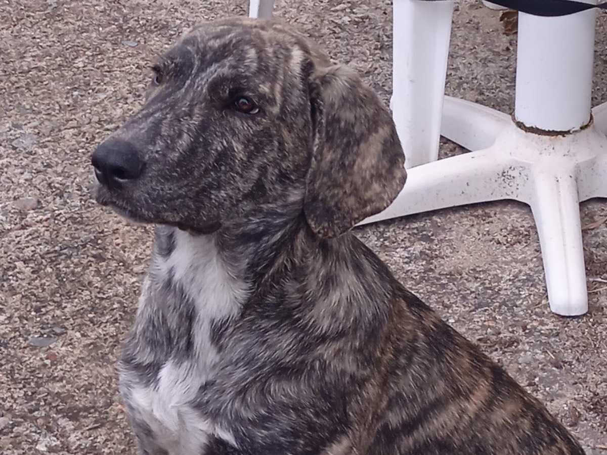 Adotta un cane, taglia grande, femmina, Firenze