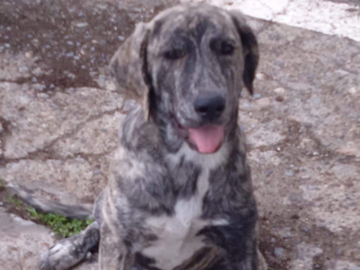 Vuoi adottare un cane a Firenze?