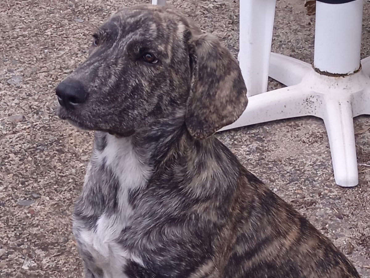 Adotta il cane OANA a Firenze