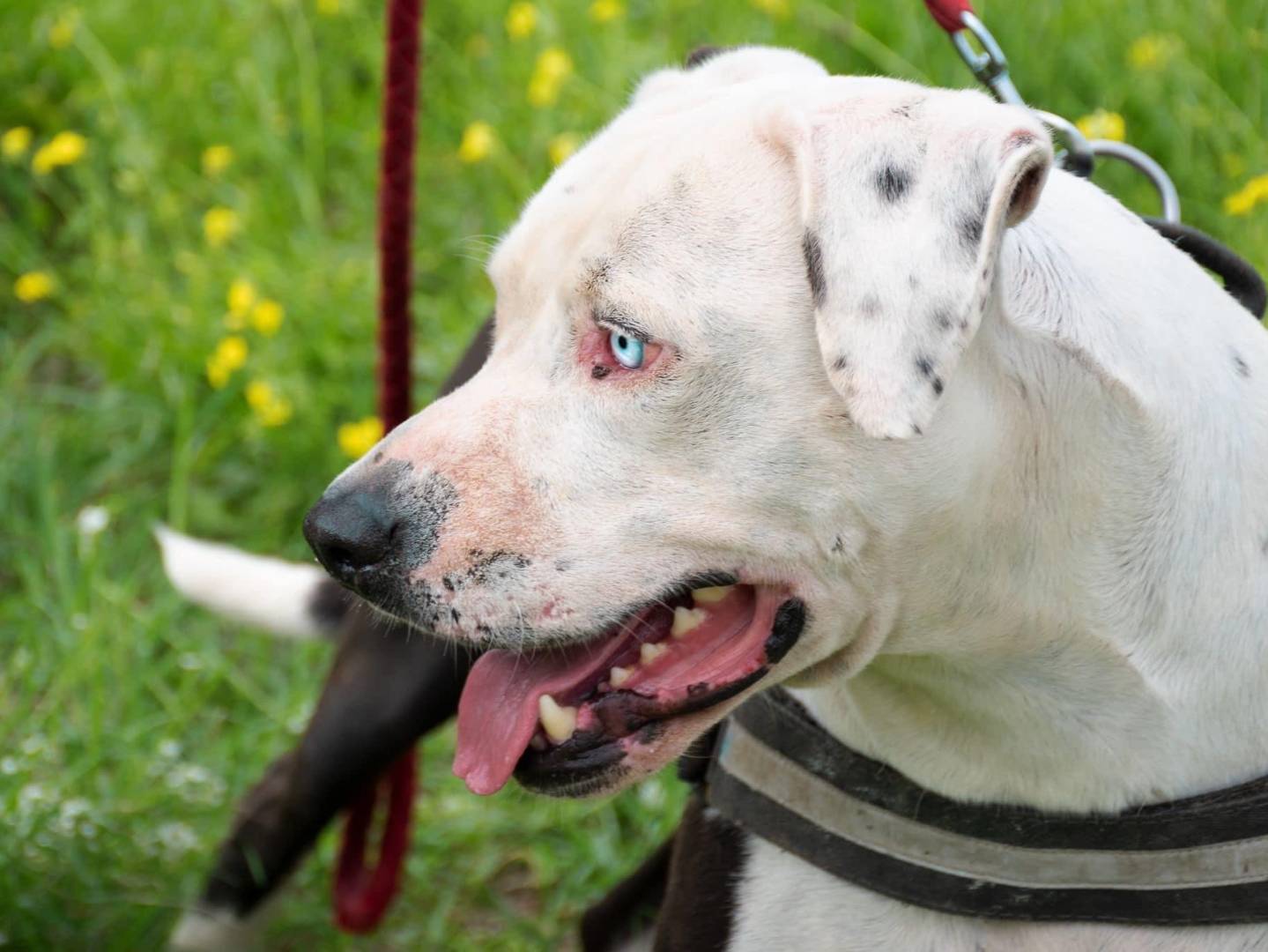 Adotta un cane, maschio, 5 anni  e 7 mesi , Napoli