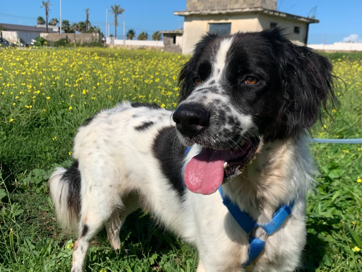 Adotta un cane, maschio, 6 anni  e 3 mesi , Napoli