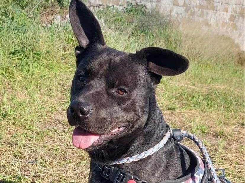 Adozione cane, maschio, Razza sconosciuta Razza sconosciuta, 1 anno e 3 mesi , taglia media contenuta, Napoli