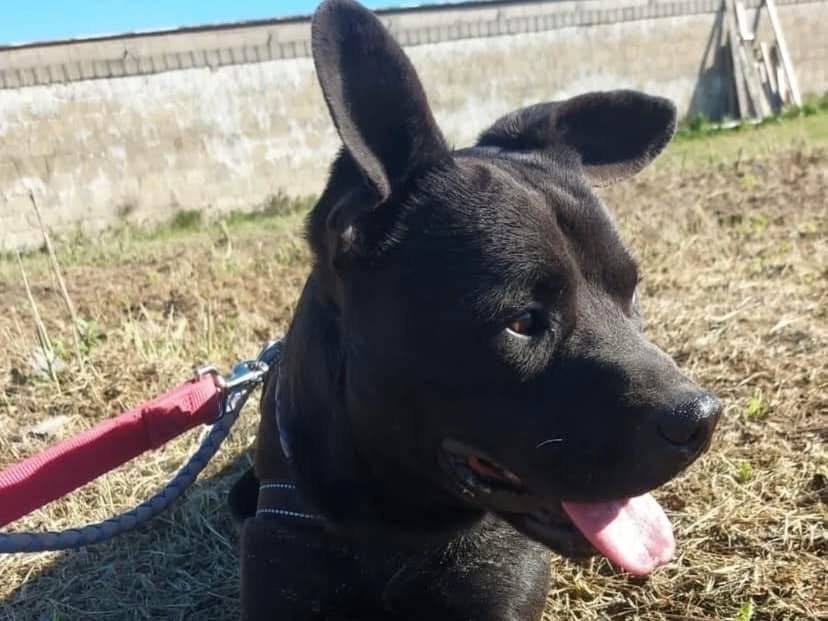 Adotta un cane, maschio, 1 anno e 3 mesi , Napoli