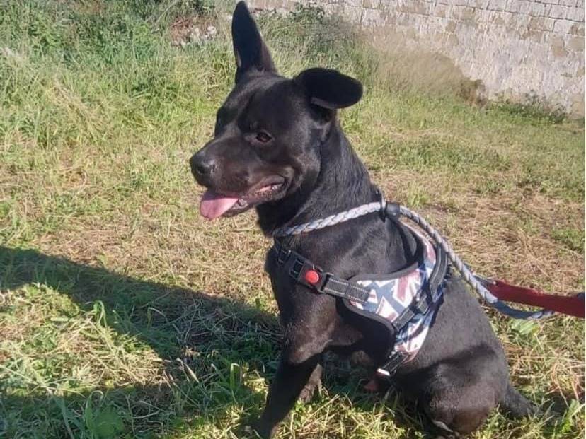 Adotta un cane, taglia media contenuta, maschio, Napoli