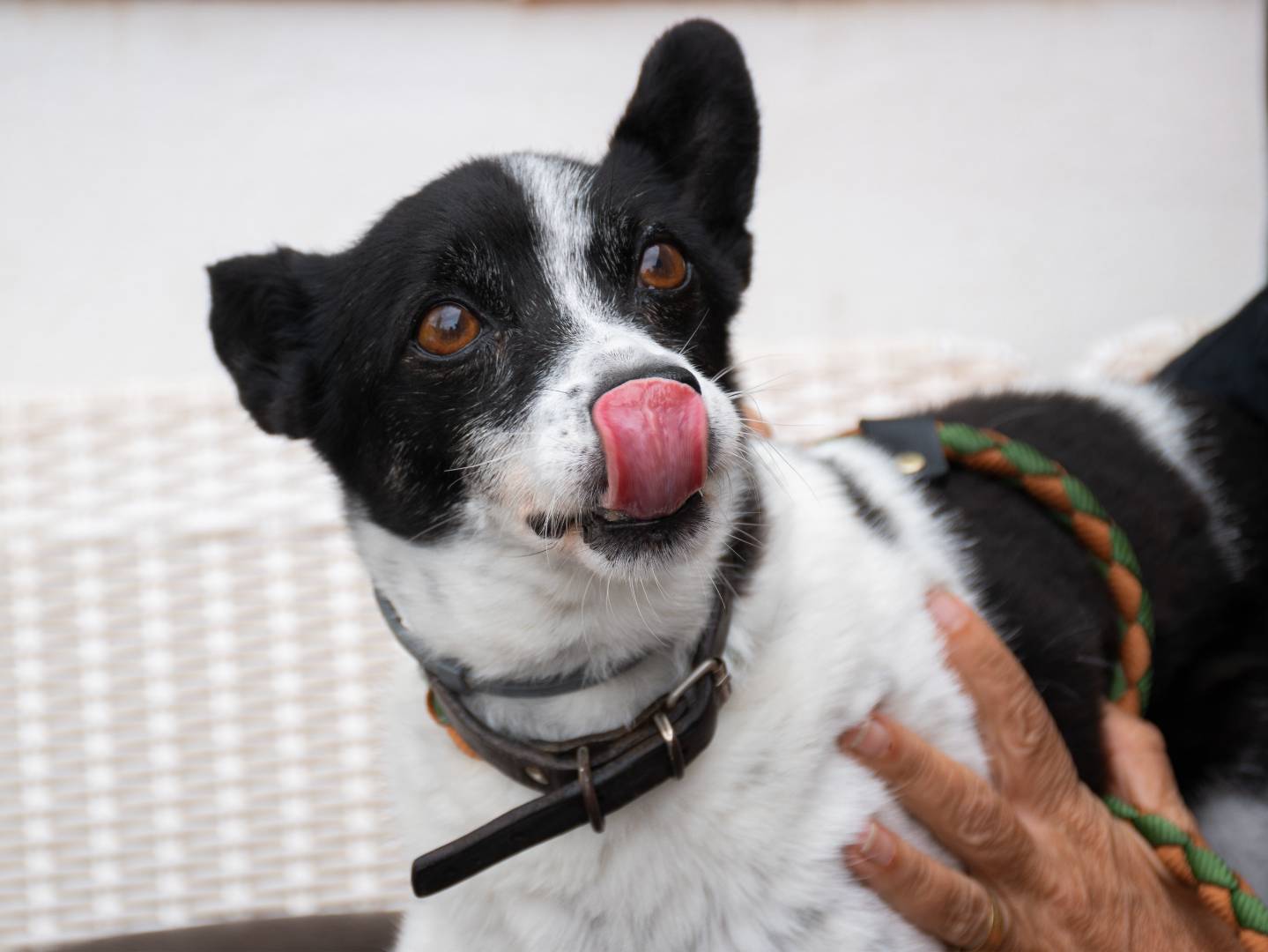 Adotta un cane, maschio, 12 anni e 1 mese, Napoli