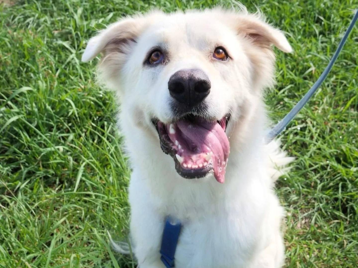 Adotta un cane, maschio, 3 anni  e 10 mesi , Napoli