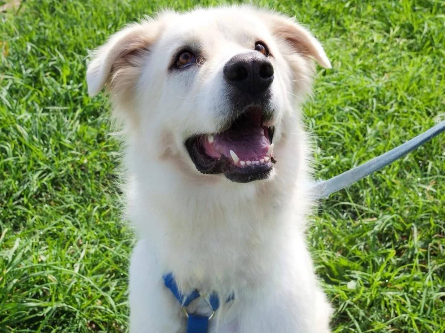 Adotta un cane, taglia grande, maschio, Napoli