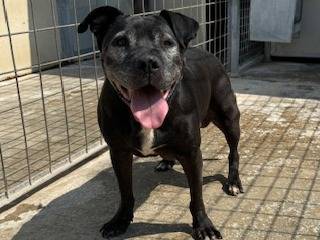 Adotta un cane, femmina, 11 anni  e 2 mesi , Napoli