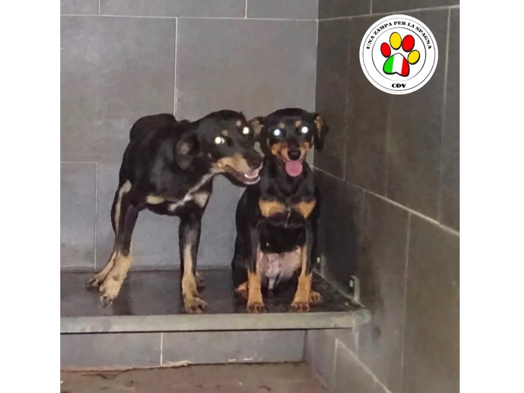 Adozione cane, femmina, Pinscher Razza sconosciuta, 2 anni e 9 mesi, taglia piccola, Milano