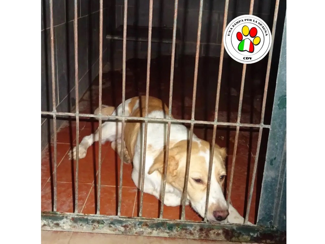 Adozione cane, maschio, Razza sconosciuta Razza sconosciuta, 4 anni e 9 mesi, taglia media contenuta, Milano
