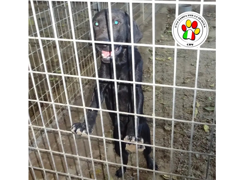 Adozione cane, maschio, Labrador Retriever Razza sconosciuta, 3 anni e 9 mesi, taglia media, Milano