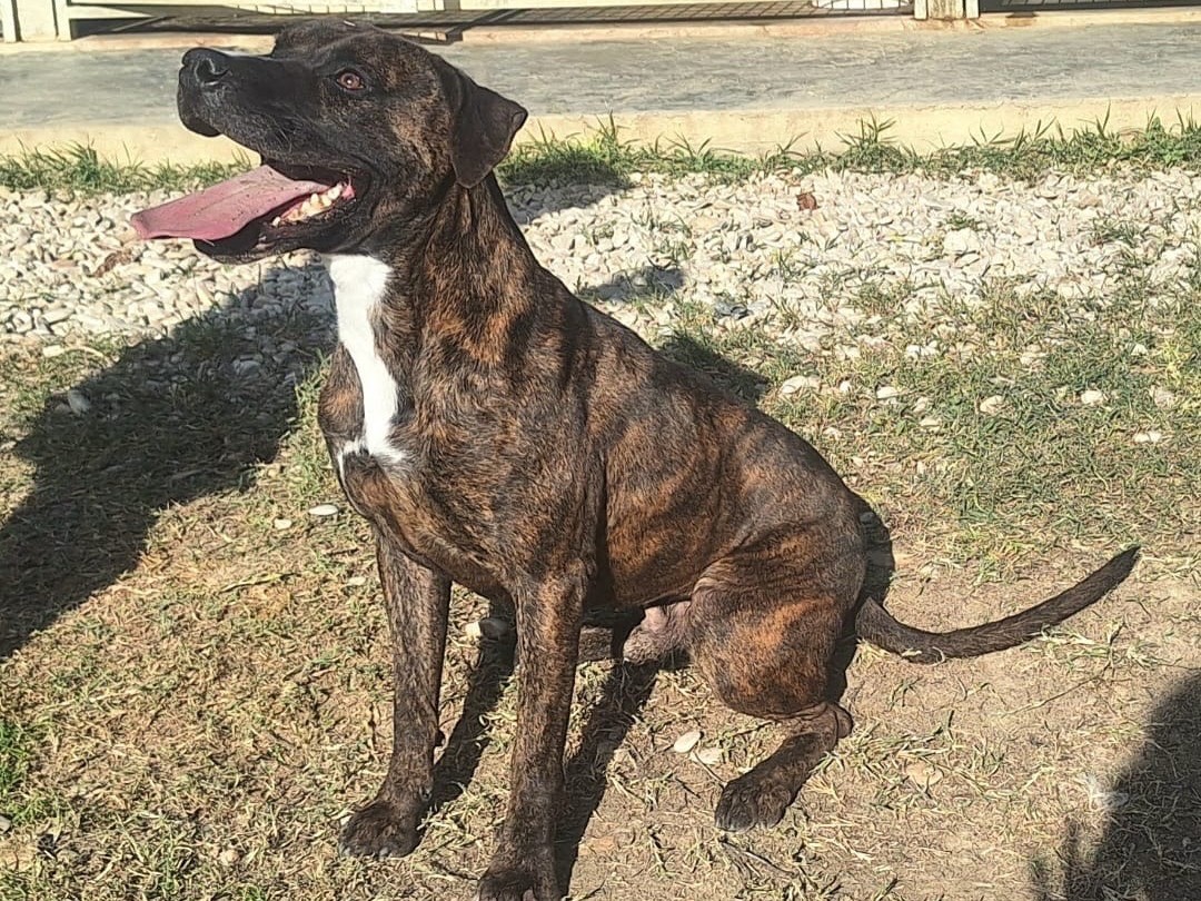 Foto dell'animale