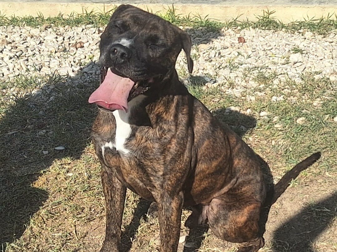 Adotta un cane, maschio, 2 anni  e 7 mesi , Teramo