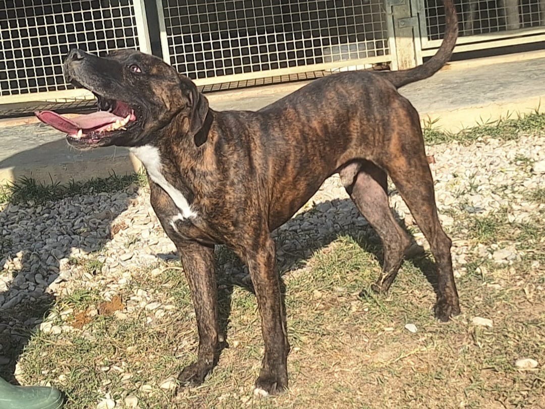 Adotta un cane, taglia media, maschio, Teramo
