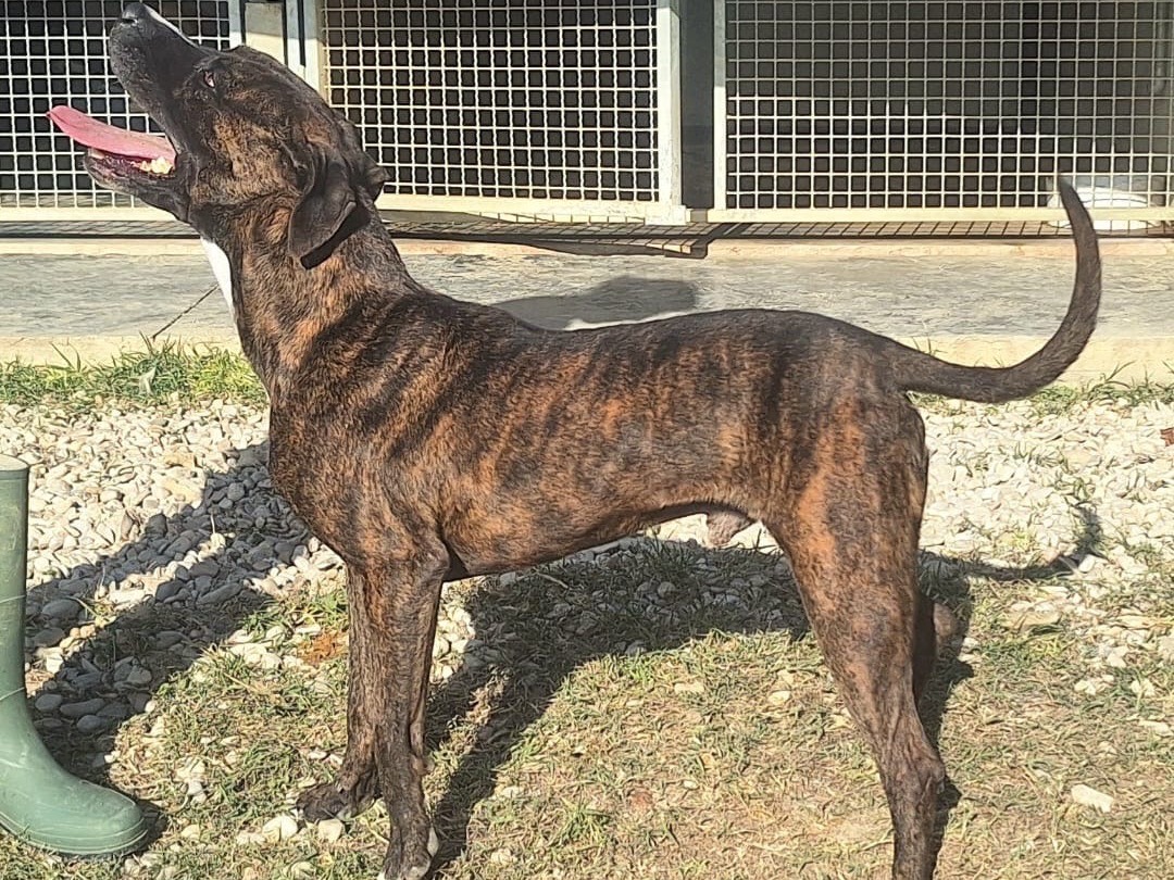 Vuoi adottare un cane a Teramo?