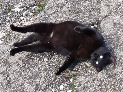 Foto 3 dell'animale