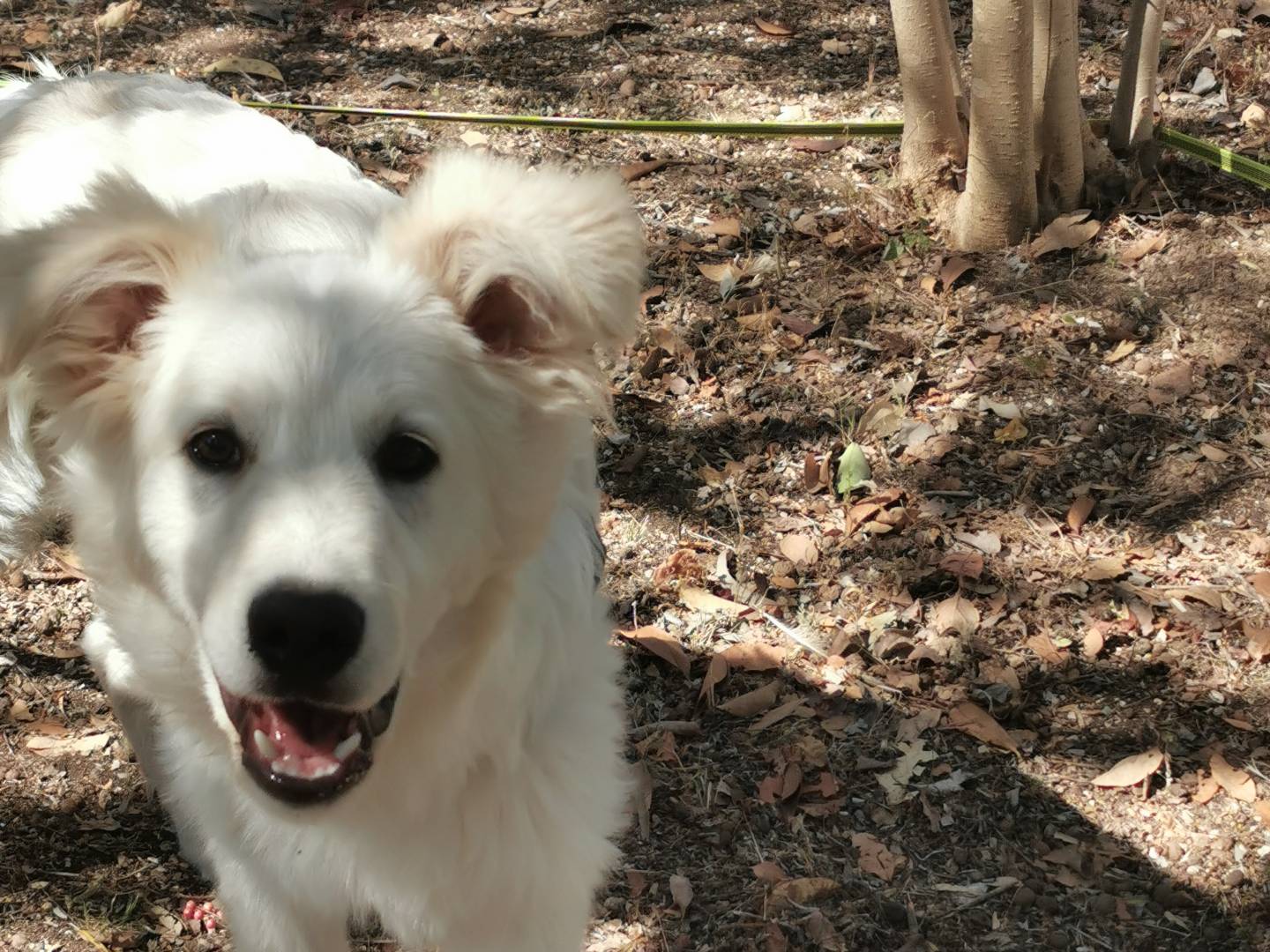 Adotta un cane, taglia media, maschio, Bari