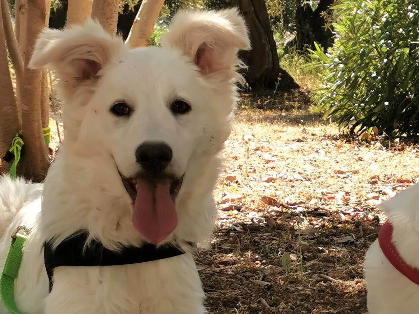 Vuoi adottare un cane a Bari?