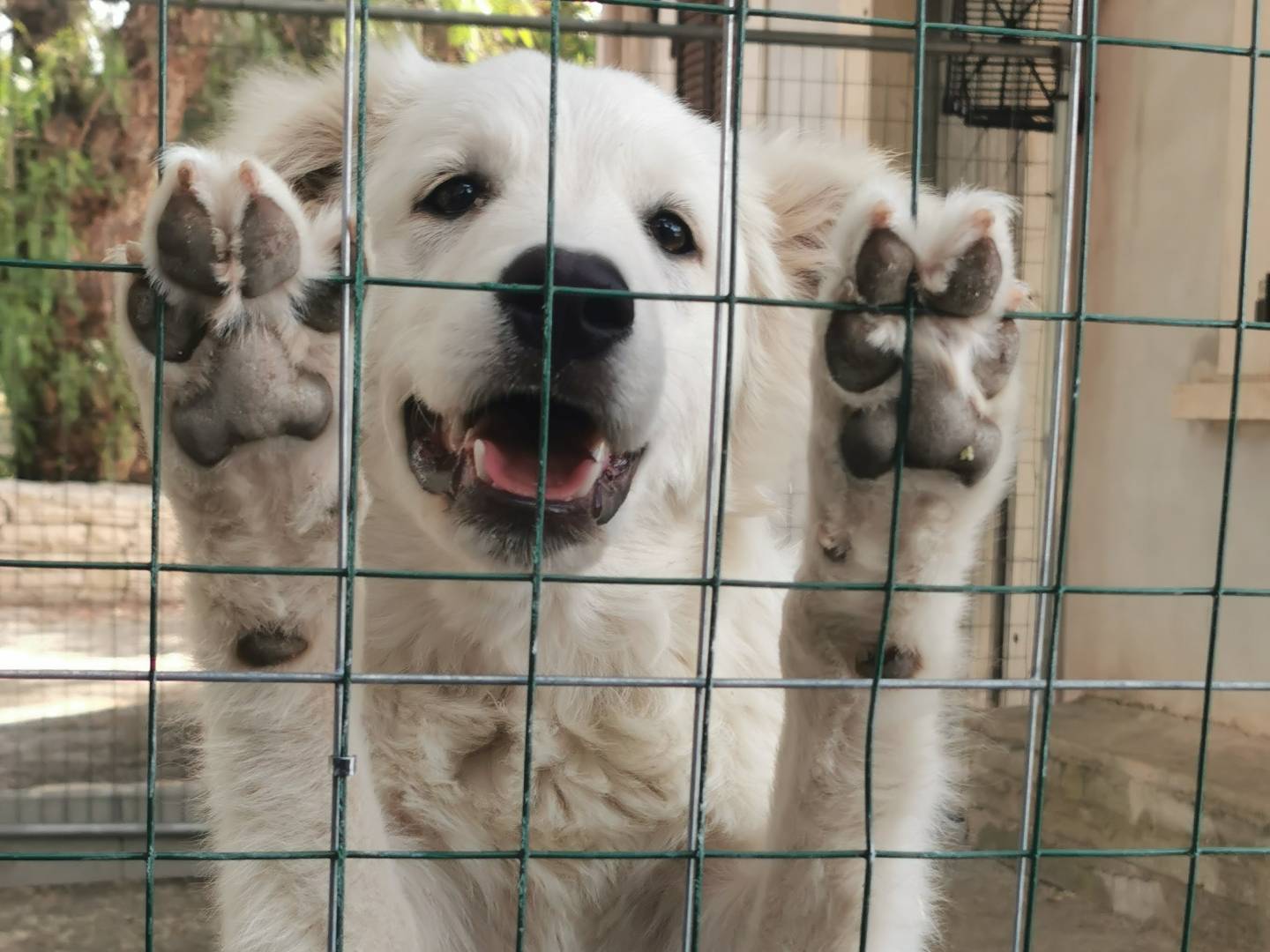 Adotta il cane Pampy a Bari