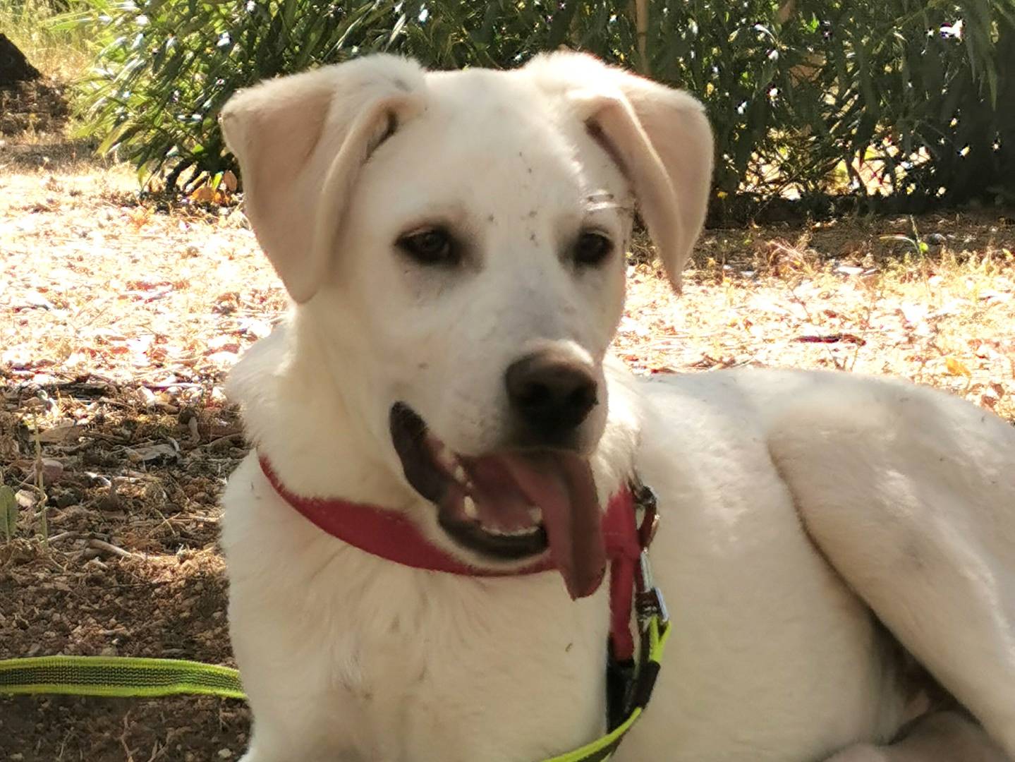 Adotta un cane, maschio, 1 anno e 5 mesi , Bari