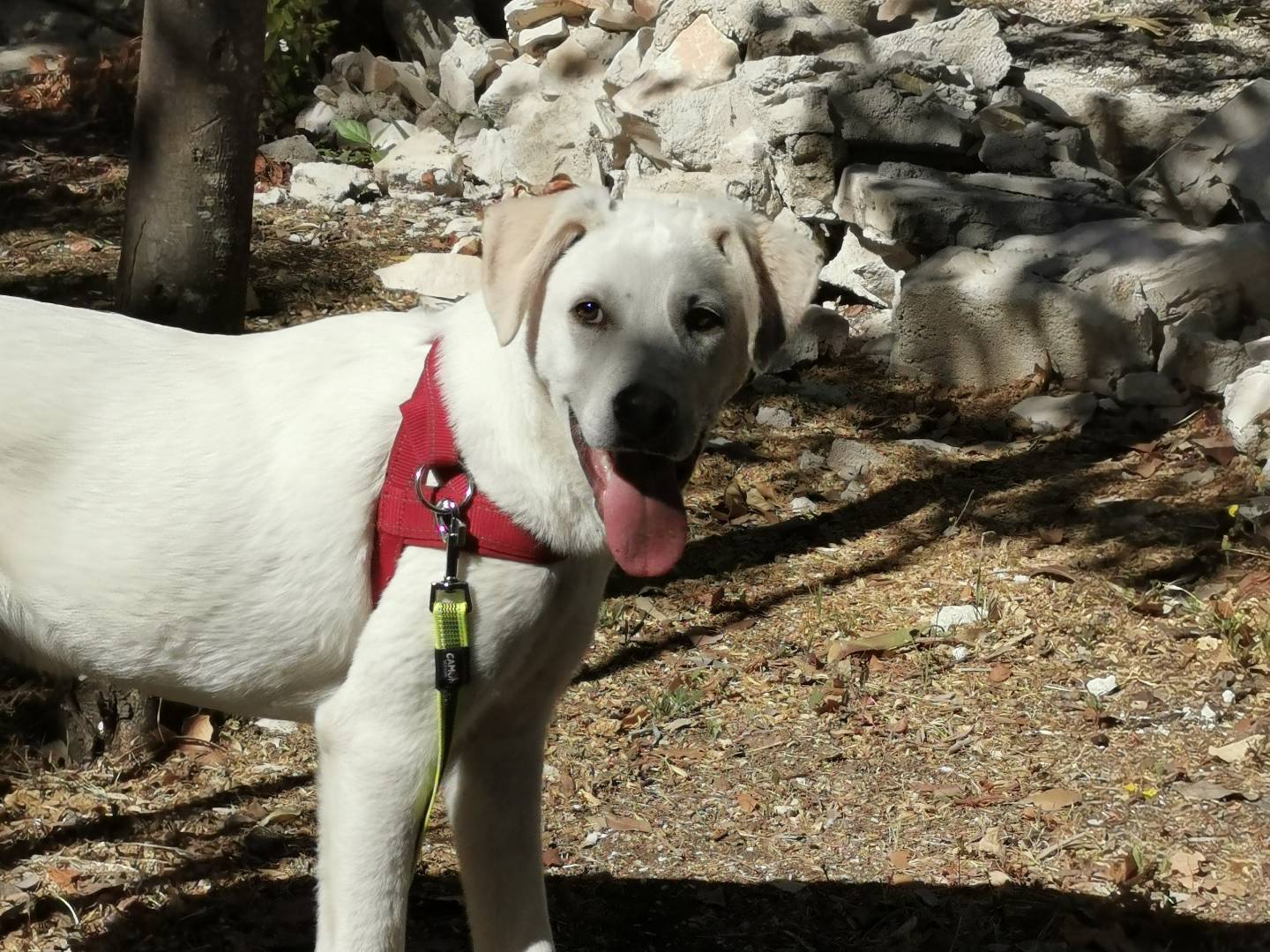 Adotta un cane, taglia media, maschio, Bari