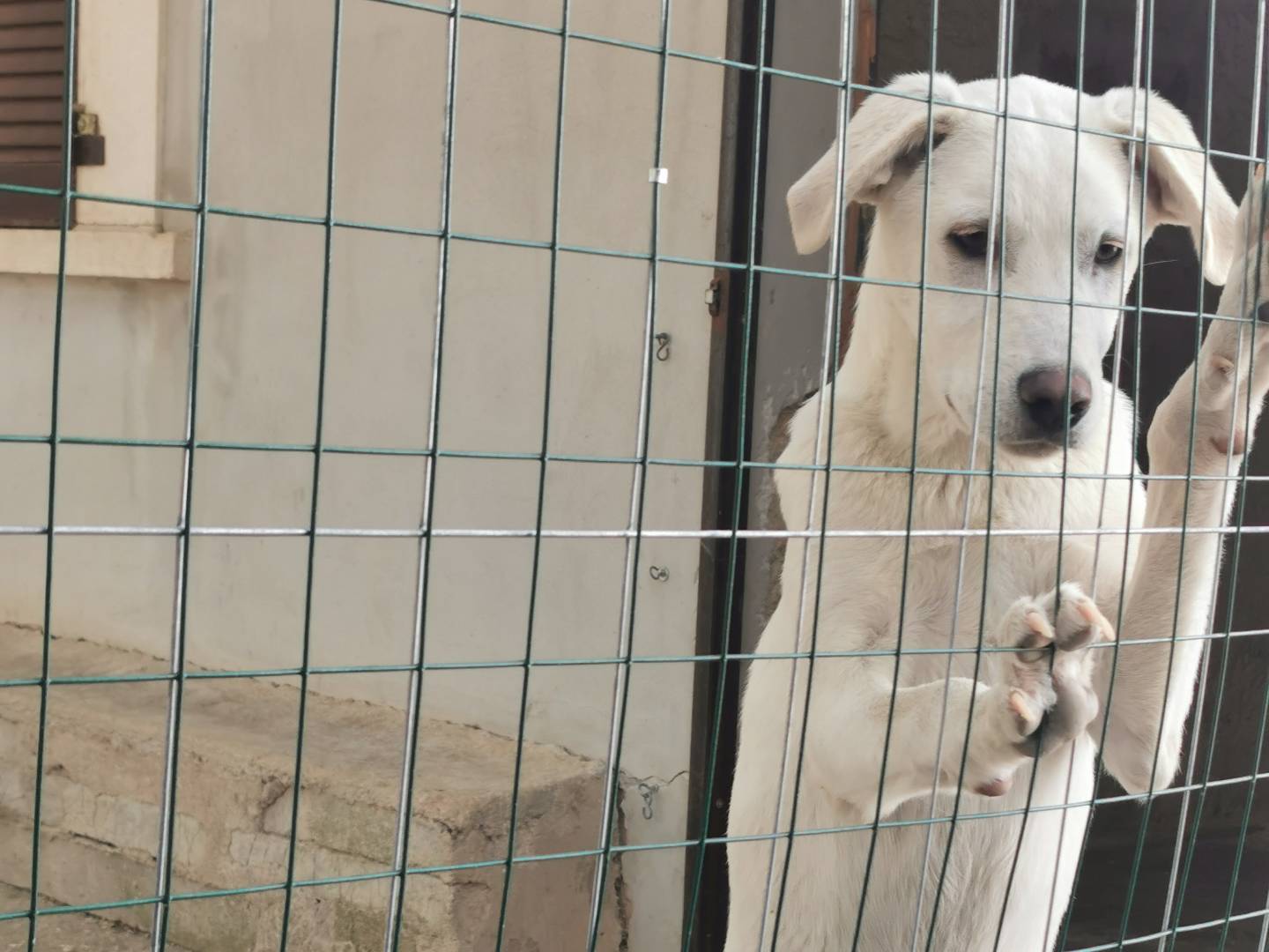 Vuoi adottare un cane a Bari?