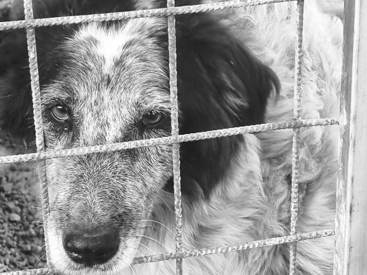 Foto dell'animale