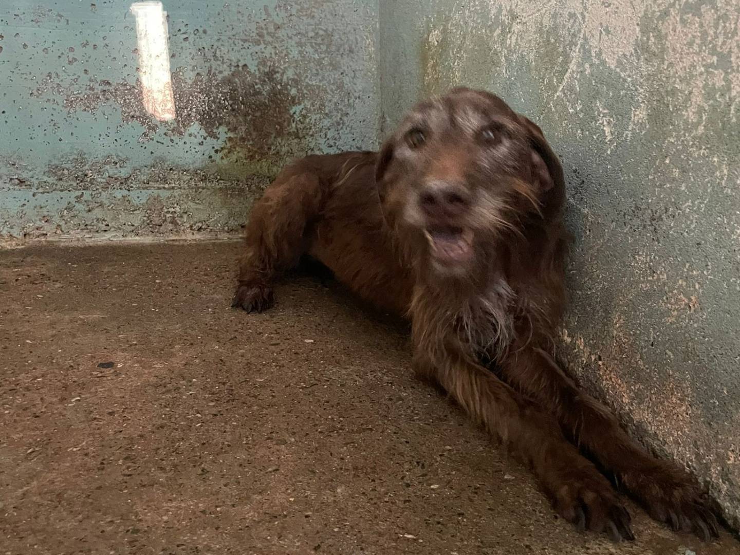 Adotta un cane, femmina, 9 anni  e 6 mesi , Crotone