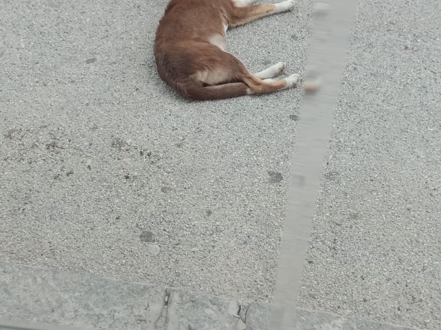 Adotta un cane, femmina, 1 anno e 2 mesi , Agrigento