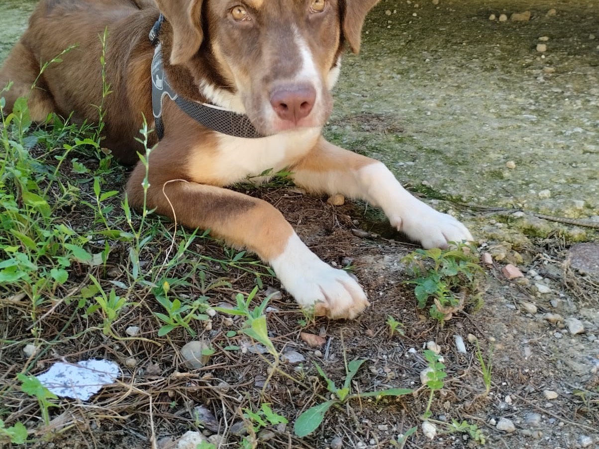 Adotta un cane, taglia media, femmina, Agrigento