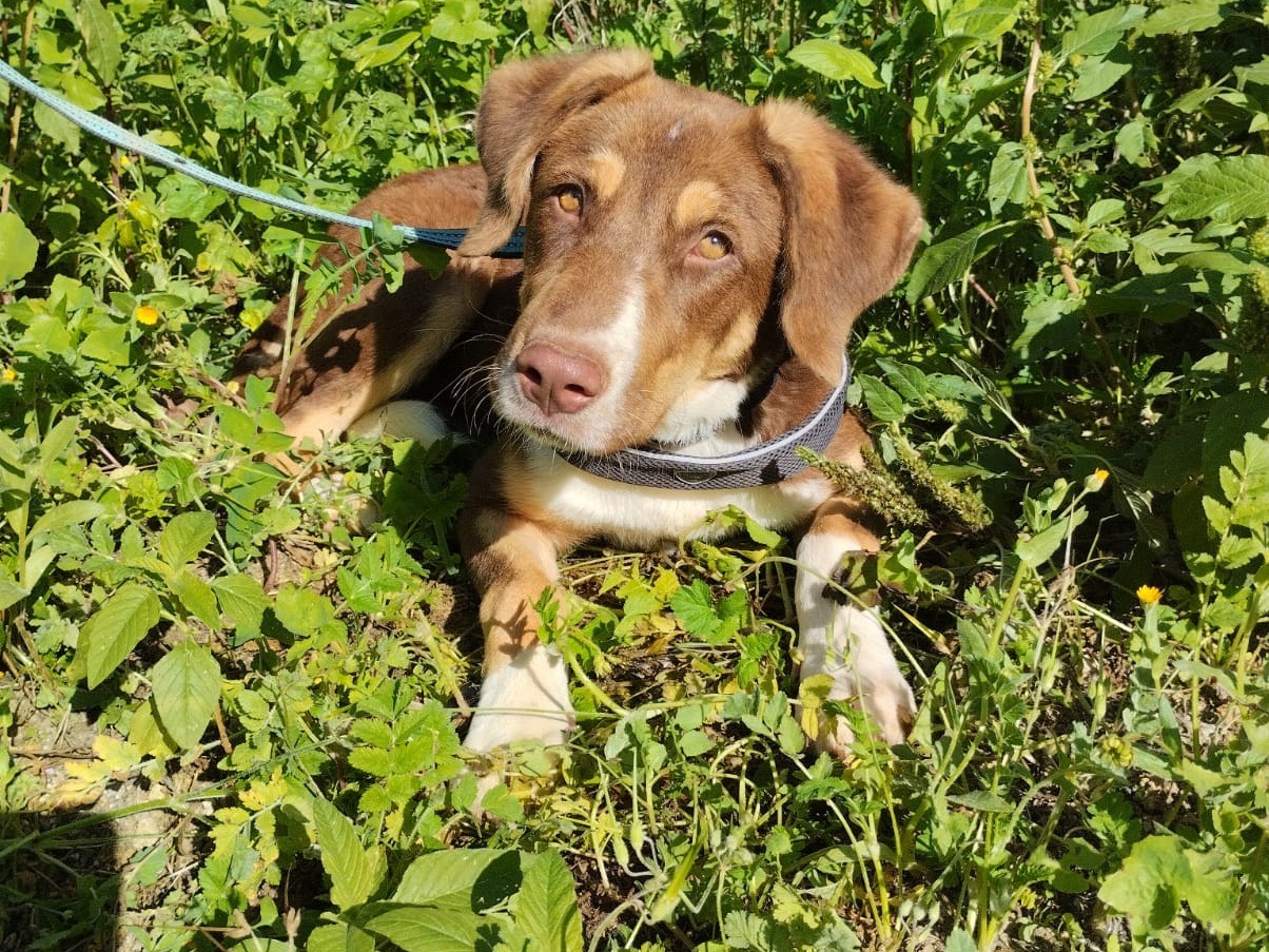 Vuoi adottare un cane a Agrigento?