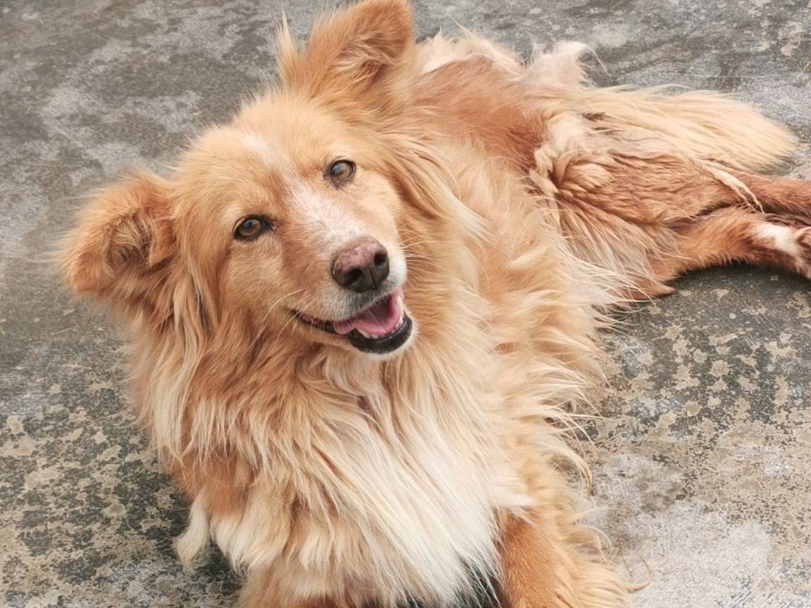 Adotta un cane, femmina, 4 anni  e 6 mesi , Bari