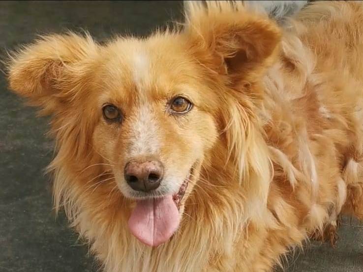 Adotta un cane, taglia media contenuta, femmina, Bari