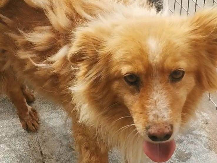 Vuoi adottare un cane a Bari?