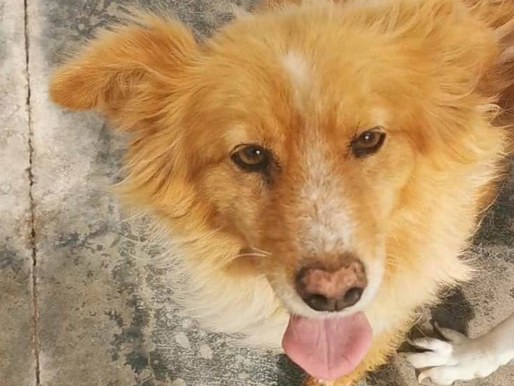 Adotta il cane Isotta a Bari
