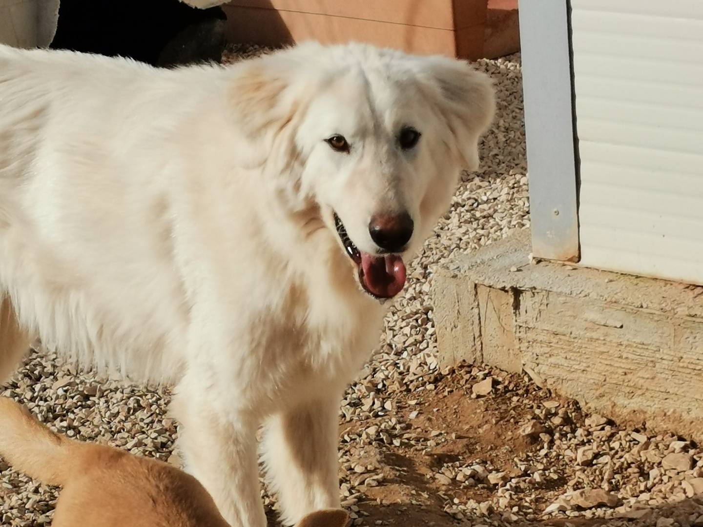 Adotta un cane, maschio, 3 anni , Bari