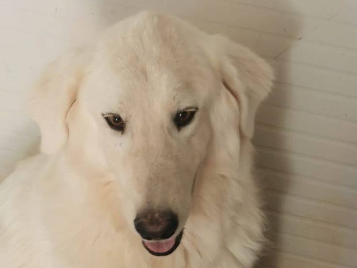Adotta un cane, taglia grande, maschio, Bari