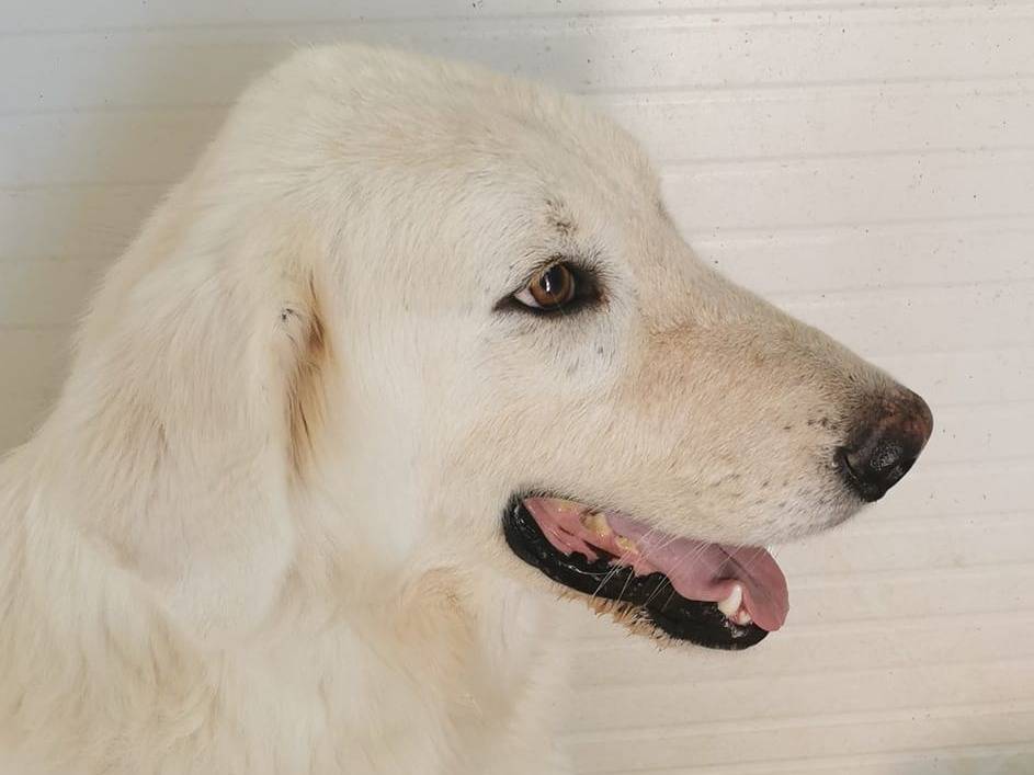 Vuoi adottare un cane a Bari?