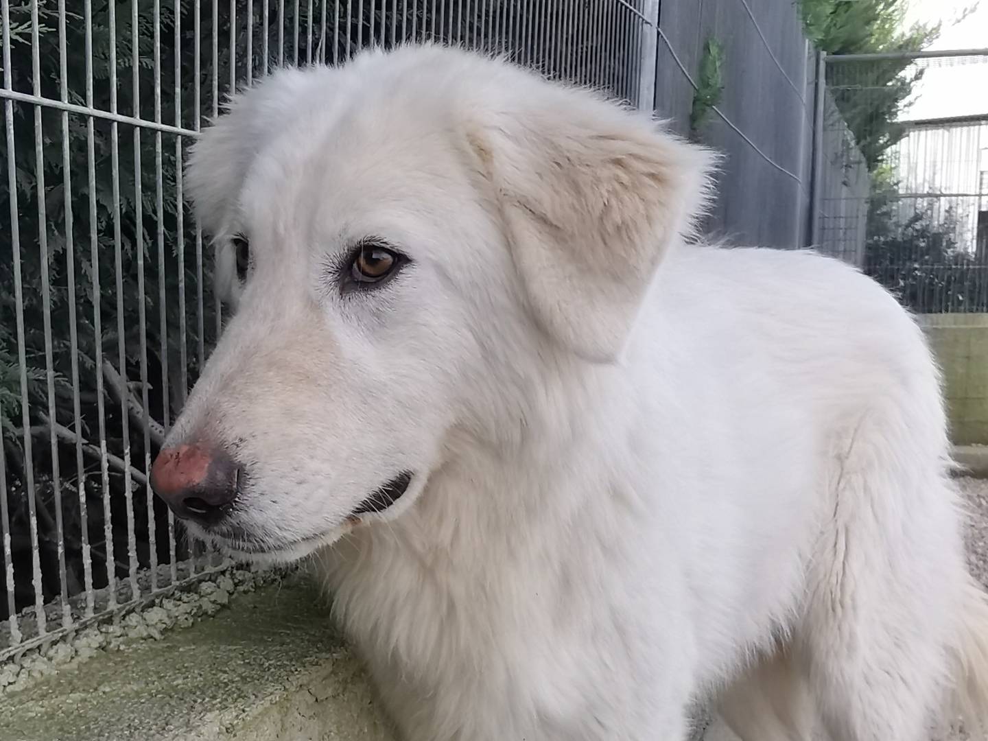 Adotta il cane TONY a Bari
