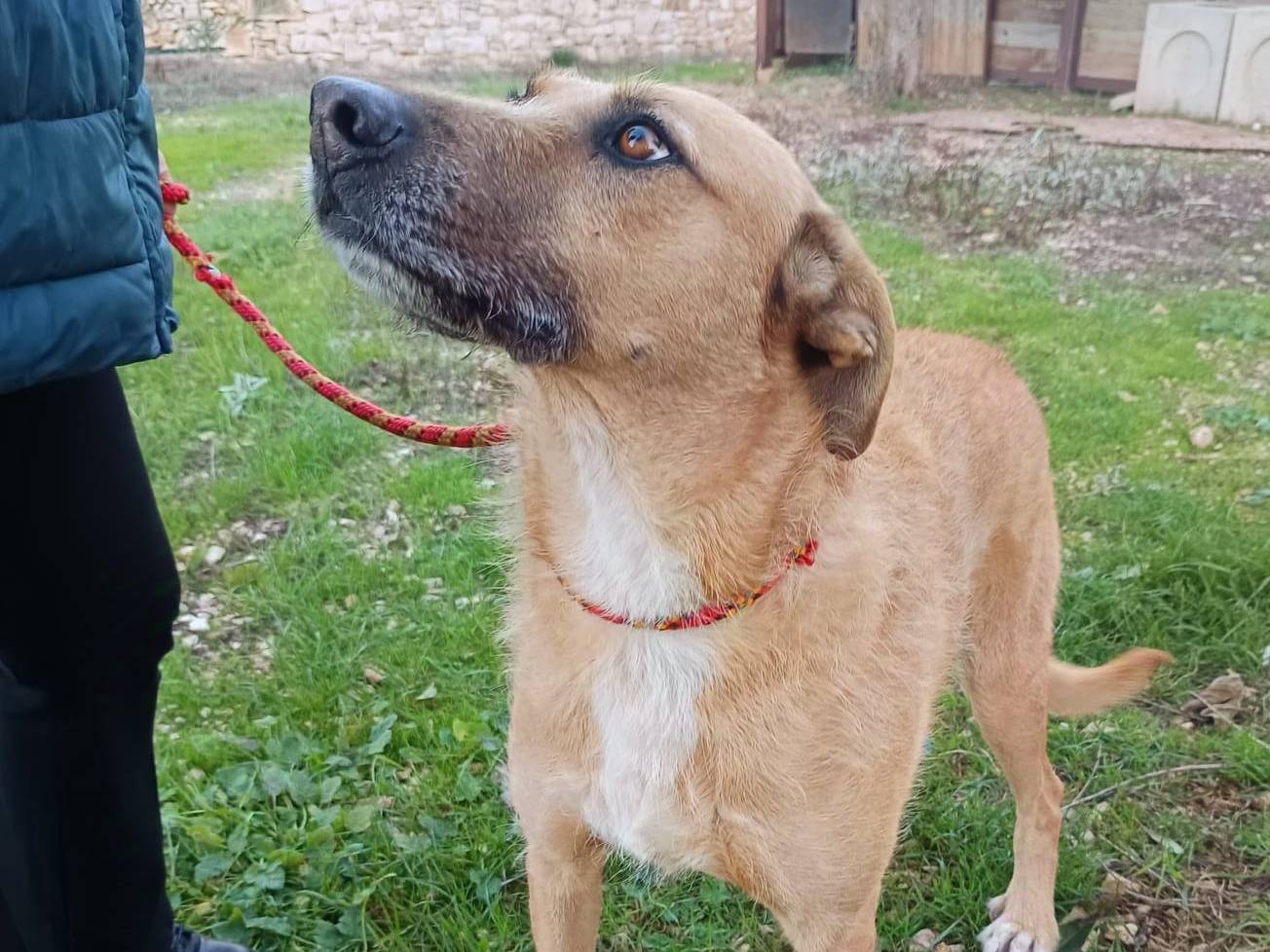 Adotta un cane, femmina, 3 anni  e 11 mesi , Bari