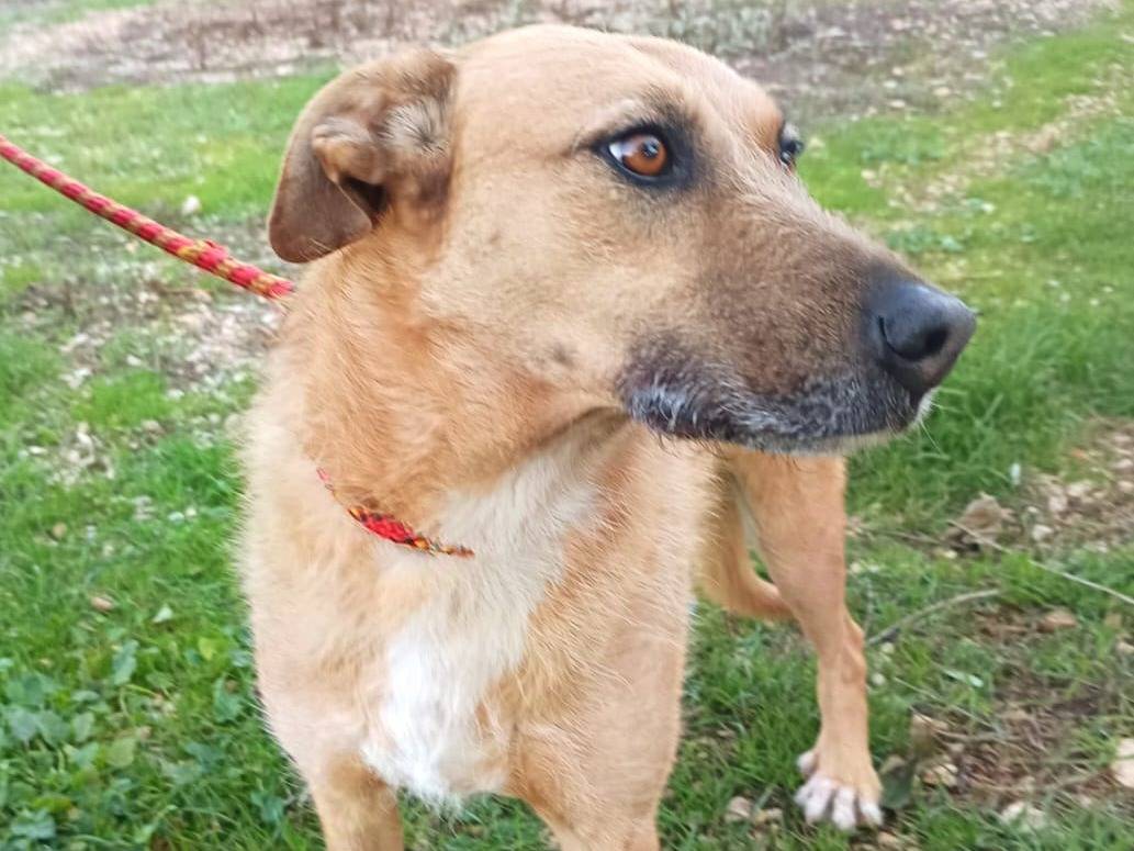 Adotta un cane, taglia grande, femmina, Bari