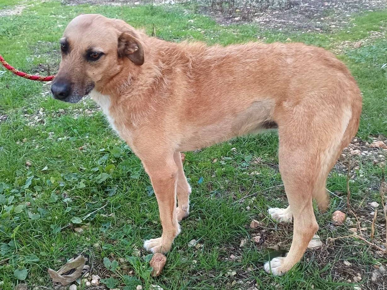 Vuoi adottare un cane a Bari?