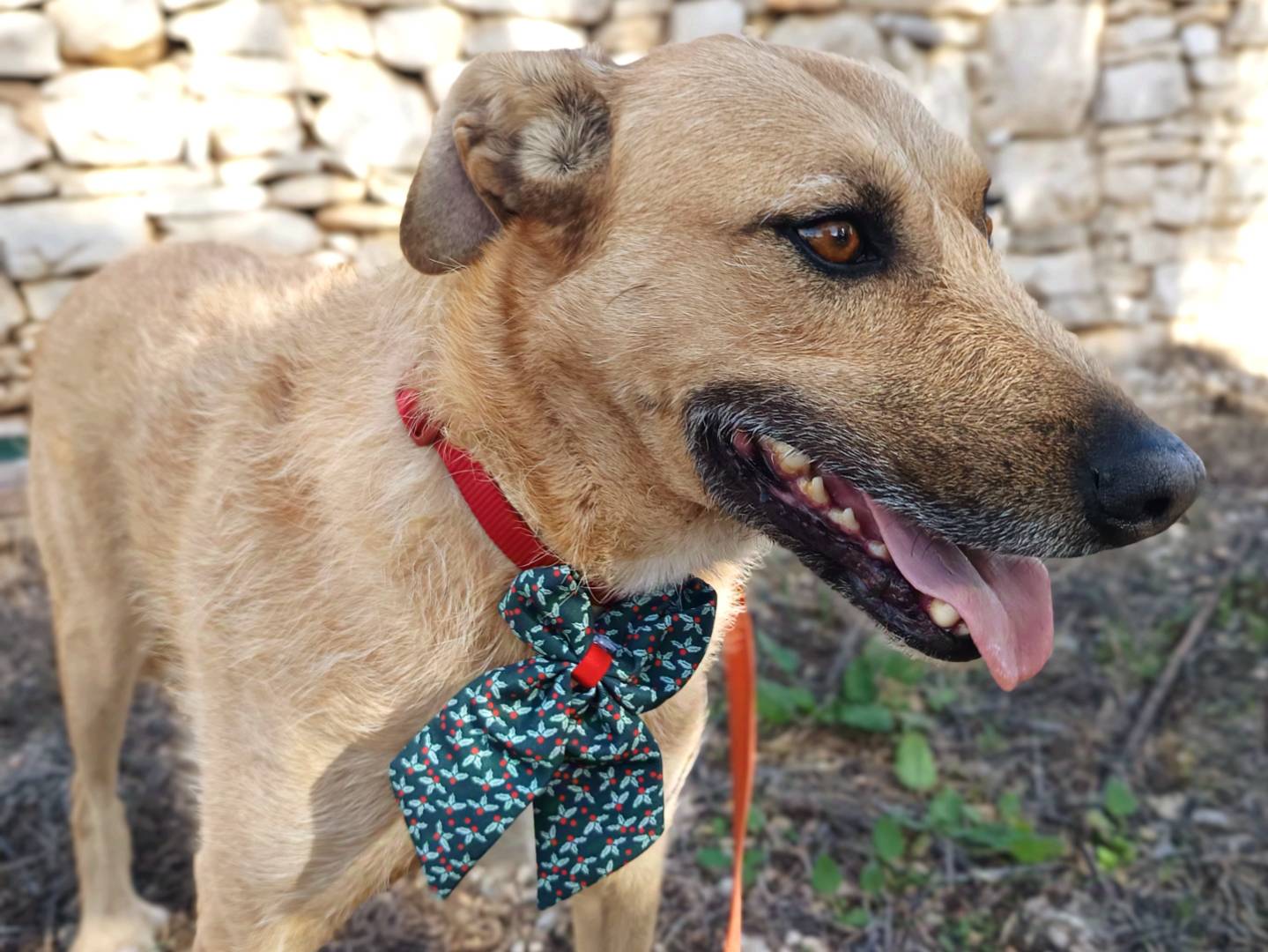Adotta il cane JUDE a Bari