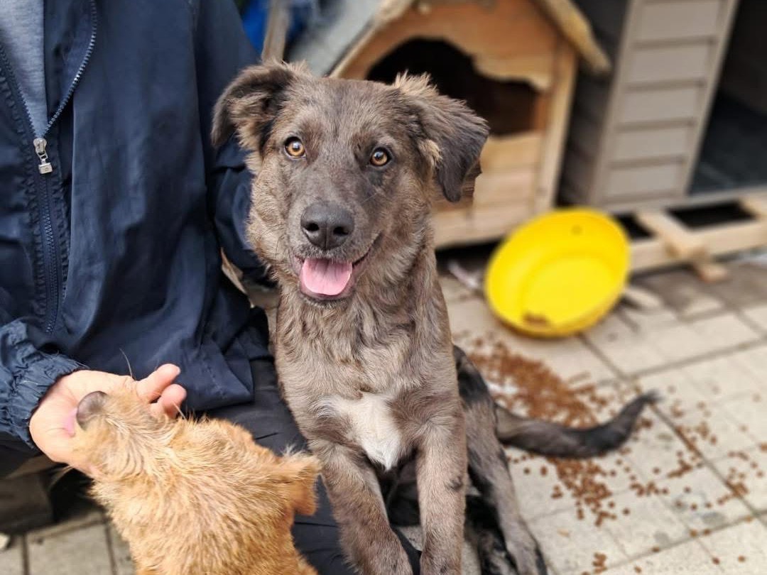 Adozione cane, maschio, Razza sconosciuta Razza sconosciuta, 2 anni, taglia media, Benevento