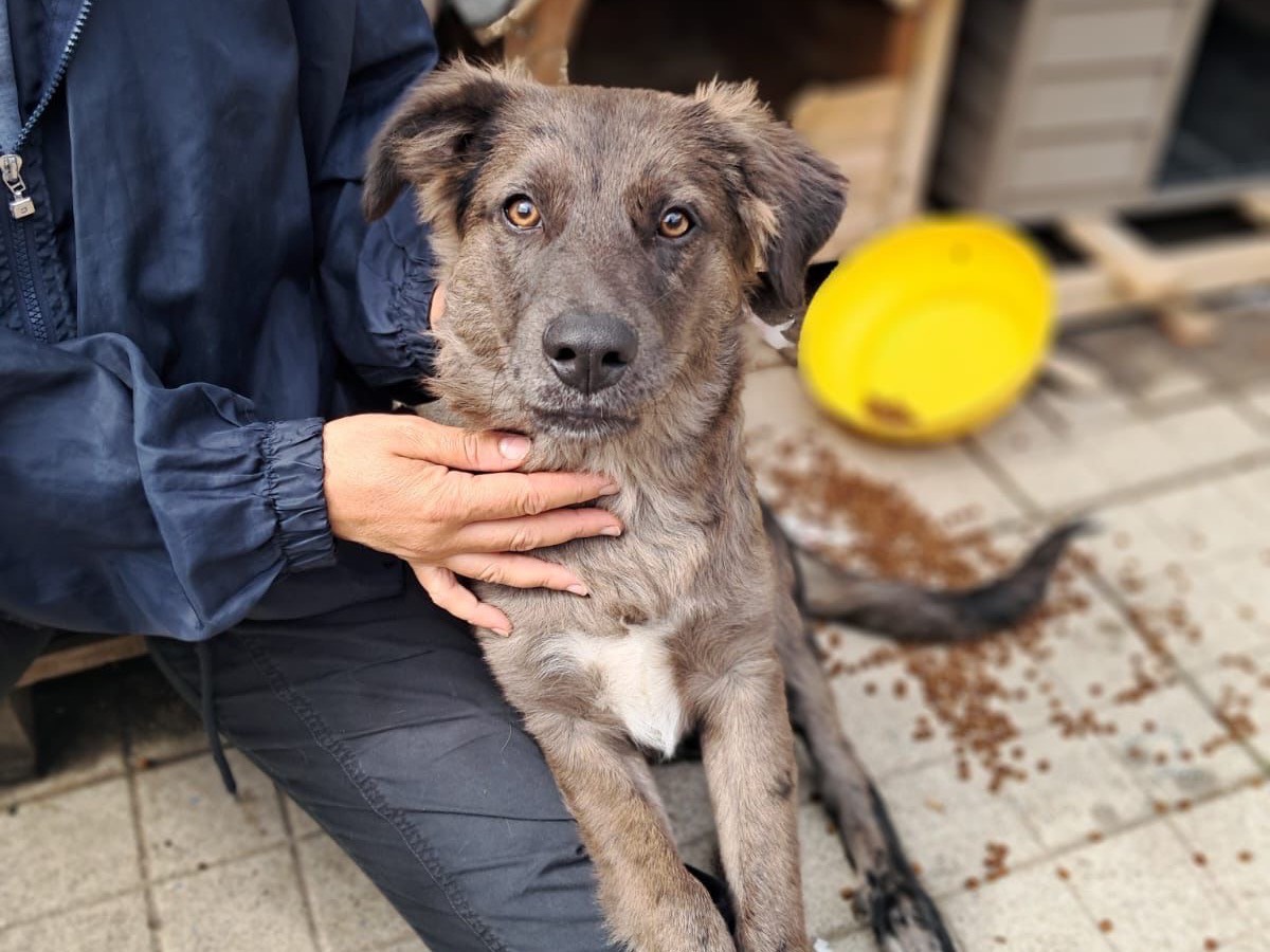 Adotta un cane, maschio, 2 anni, Benevento