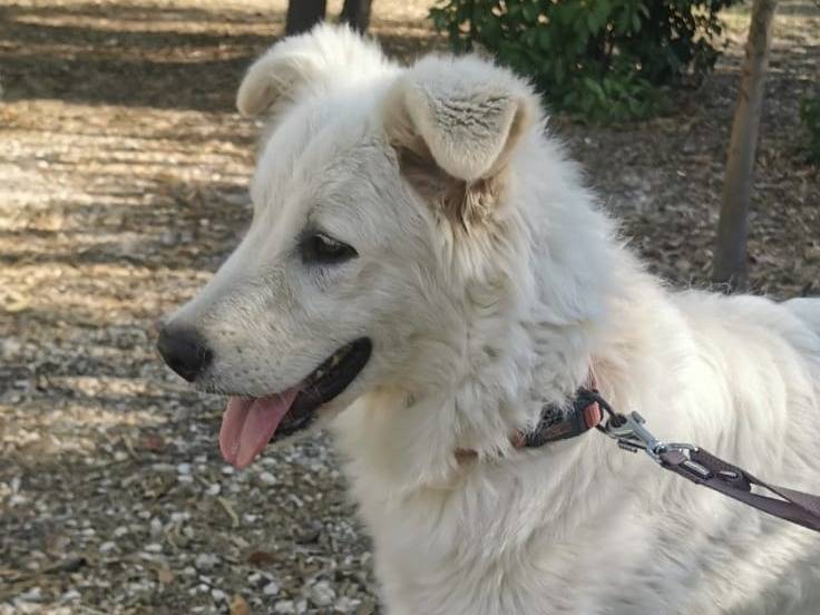 Adotta un cane, maschio, 1 anno e 4 mesi , Bari