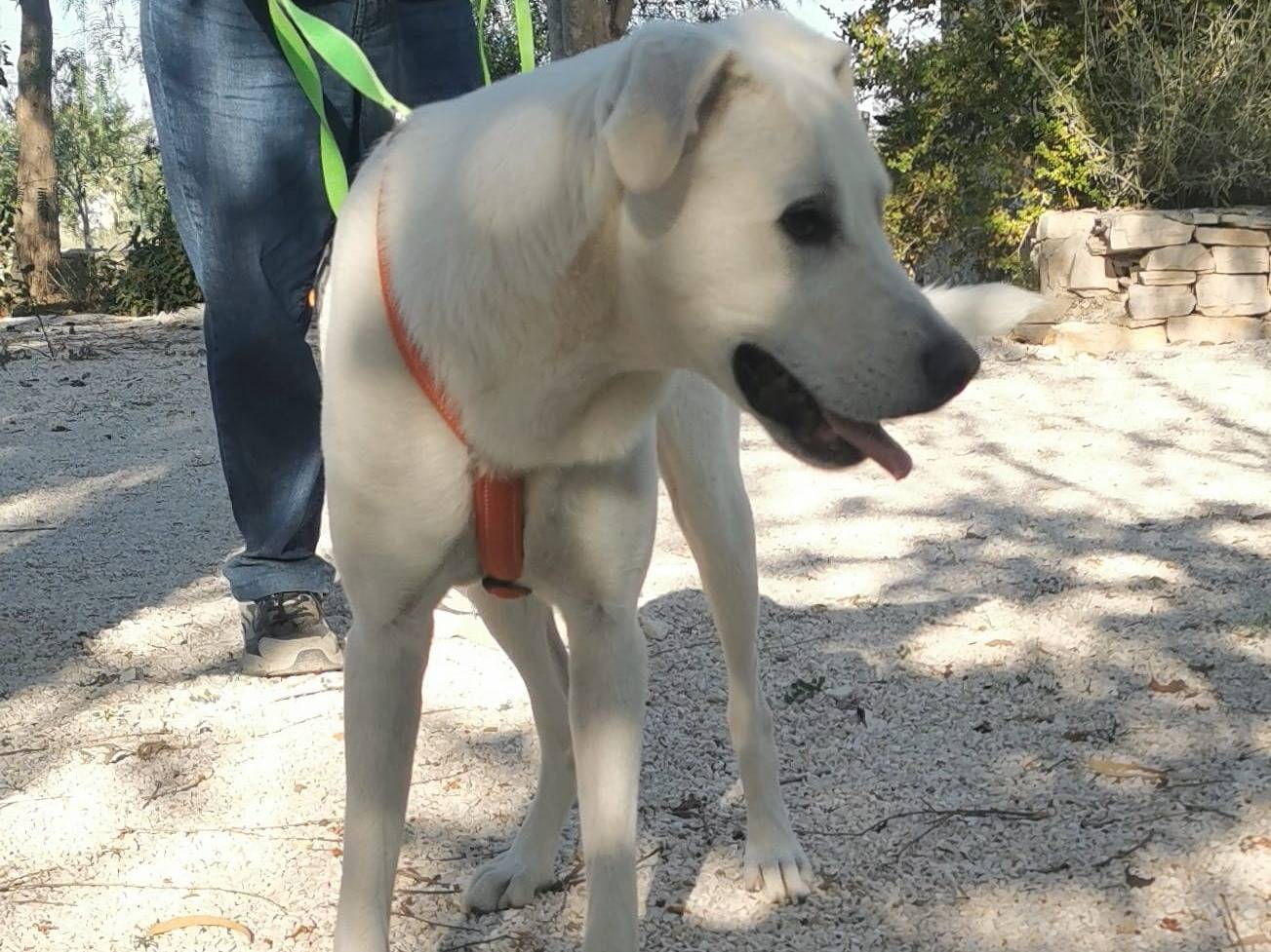 Adotta un cane, taglia grande, maschio, Bari