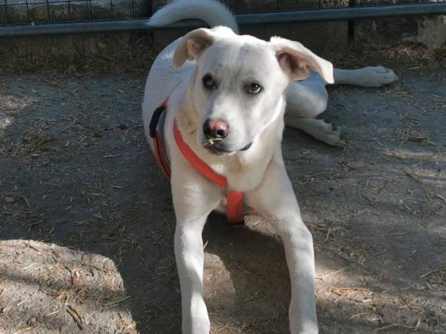 Vuoi adottare un cane a Bari?