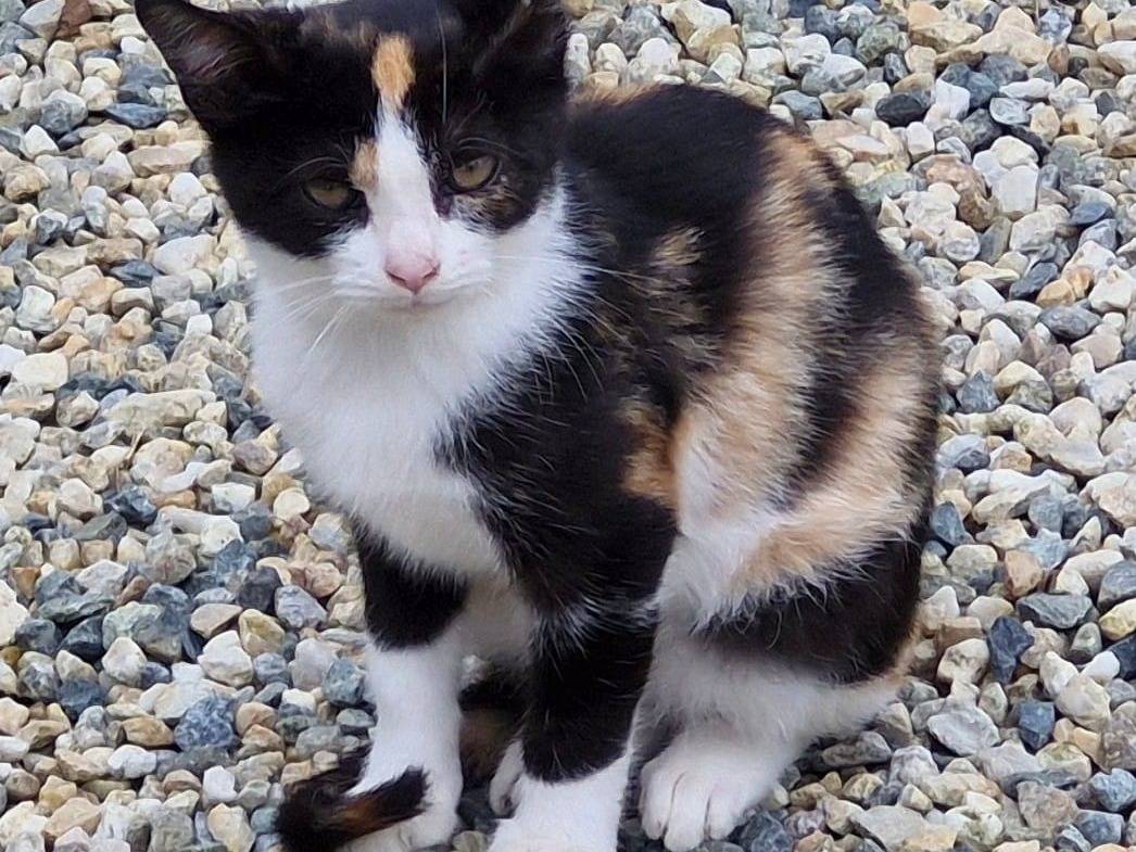 Adotta un gatto, taglia non valida, femmina, Pavia